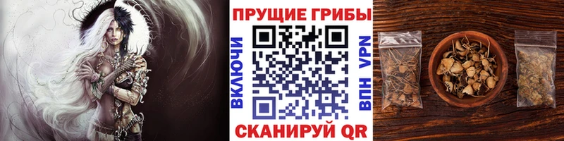 MEGA маркетплейс  Цоци-Юрт  Псилоцибиновые грибы мицелий 